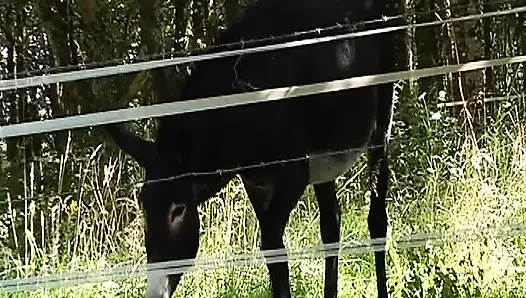 Çikolata Fransız orospu hisseleri yarak ile ateşli kaşar açık havada